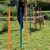 Hund läuft durch orange und blaue Slalomstangen auf einer Wiese, begleitet von einer Person. Demonstration eines Agility-Trainings für Hunde.