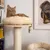 Kratzbaum mit beigem Plüschbett und Sisalstamm, geeignet für Katzen. Im Hintergrund Bücherregal und Wandbild sichtbar.