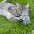 Grijze kat speelt met een pluchen koala op groen gras.