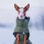 Hund trägt einen grünen Wintermantel mit Kapuze im Schnee. Hund trägt einen grünen Wintermantel mit Kapuze im Schnee.