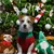Beeztees Weihnachtszuckerstange Geflochtene Rinderhaut 180 g