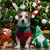 beeztees Weihnachtszuckerstange Munchy für Hunde