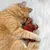 Coussin de jeu pour chat Aumüller Bonhomme en pain d'épices - 1 pièce Coussin de jeu pour chat Aumüller Bonhomme en pain d'épices - 1 pièce