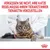 Vergessen Sie nicht, Ihre Katze regelmässig Ihrem Tierarzt/Ihrer Tierärztin vorzustellen. Royal Canin Logo unten rechts.