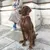 Chien marron assis portant un collier et une laisse beige, tenu par une personne en manteau beige et jean, visible partiellement, devant un mur en pierre.