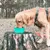Dog drinking from a green collapsible bowl on a tree stump in the forest. Portable accessory for travel visible.