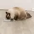 Long-haired cat eating from a white food bowl on a wooden floor.