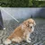Hund mit gepunktetem Geschirr und passender Leine, sitzend auf einem gepflasterten Weg.