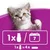 Schéma avec un chat, une bouteille et un calendrier indiquant 1× bouteille par semaine ; en dessous, 1× bouteille équivaut à 4× gamelles.