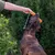 Hund leger med orange legetøjsben, som er fastgjort til et grønt reb. Person holder legetøjet i hånden.