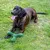 Hund spielt mit grünem Spielzeug in Knochenform auf einer Wiese.