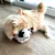 Cat playing with a plush toy in cow design on wooden floor.