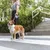 Hund an einer ausziehbaren Leine auf einem Zebrastreifen, gehalten von einer Person. Umgebung mit Treppen und Grünflächen.