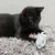 Black cat playing with a white mouse-shaped toy decorated with colourful ribbons and floral patterns on a grey carpet.