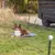 Hund liegt auf einer grauen Matte in einem umzäunten Bereich im Freien neben einem Napf. Im Hintergrund ein Transporter und grüne Landschaft.