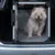 Dog sitting in a transport box made of metal and plastic in a car boot. Box with door and sturdy frame for safe transport.