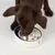 Brown dog eating from a white anti-gulp bowl with bone-shaped elevations, designed for slow food intake.