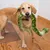 Dog holds green plush toy in snake shape in its mouth. Toy with pattern and soft texture.