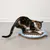 Chat tigré utilisant un griffoir en carton de forme ronde avec bord bleu et motif animal, posé au sol sur surface claire.