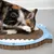 Chat tigré et blanc utilisant un griffoir en carton de forme ovale avec bord bleu et motif rappelant une tête d’animal. Surface texturée visible, matériau : carton.