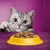 Grey tabby cat looking at a yellow bowl filled with dry pet food on a purple surface, demonstrating product use.