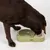 Perro marrón bebiendo de un comedero doble verde con el logo de Modern Living, compuesto por bebedero y comedero.