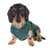 Perro con jersey verde para perro, muestra uso del producto y ajuste.