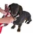 Chien noir avec collier et laisse à motif écossais rouge, une personne attache la laisse au collier à l’aide d’un mousqueton doré.