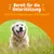 Bereit für die Unterstützung von Ottos saisonalen Allergien? Text auf orangefarbenem Hintergrund mit Hund im Gras.