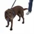 Brauner Hund mit schwarzem Geschirr und Leine, geführt von einer Person in Jeans und weissen Schuhen.