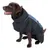 Dog wearing a black and blue coat with reflective stripes, suitable for cold weather.