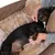 Hund liegt entspannt in einem beigen, weichen Hundebett und wird von einer Person gestreichelt.