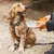 Hund mit Geschirr sitzt neben einer Person, die eine orange faltbare Trinkschale hält.