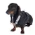 Schwarzer Hund mit einem verstellbaren Geschirr in Grau und Orange, ausgestattet mit Metallring und Klickverschluss.