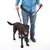 Hund mit Geschirr und Leine, geführt von einer Person. Das Geschirr und die Leine haben ein blaues Design mit gemusterten Akzenten.