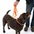 Bruine hond met oranje lijn en halsband, vastgehouden door een persoon. Zichtbaar merkopschrift: FRESK.