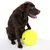 Brun hund sidder ved siden af en stor gul tennisbold med teksten 'TUG'.