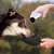 Hund trinkt Wasser aus einer tragbaren Trinkflasche mit integriertem Napf, gehalten von einer Hand.