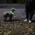 Hond met lichtgevende groene halsband ’s nachts op straat. Persoon ernaast draagt donkere kleding en witte schoenen.