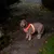 Hund med lysende halsbånd og sele i rød og orange LED-belysning for bedre synlighed i mørke.