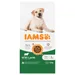 IAMS Advanced Nutrition Adult Large Dog z jagnjetino - 12 kg
