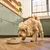 Animal eating dry food from a bowl on a kitchen floor, demonstrating product use.