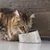 Katze trinkt aus einem Futternapf mit Marmoroptik auf einer glatten Oberfläche vor einer Holzwand.