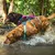 Twee honden dragen stevige tuigjes in blauw en roze terwijl ze door water lopen. Geschikt voor outdooractiviteiten.