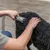 Persona utiliza una máquina cortapelos para animales en un pelaje negro. Demostración del uso del producto.