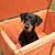 Hund sitzt in einer orangefarbenen Hundebox mit gepolstertem Innenraum und Holzrahmen.
