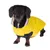 Chien portant un imperméable jaune avec fermeture à scratch, vu de face. Le manteau couvre le dos et le cou du chien.