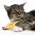 Cat lying on a yellow fabric toy with embroidered face and colourful details.
