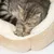 Graue Katze liegt entspannt in einem beigen, weichen Haustierbett mit strukturierter Oberfläche und weissem Innenfutter.