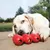 Dog playing with red chew toys filled with treats. Product demonstrates use of interactive toy for dogs.